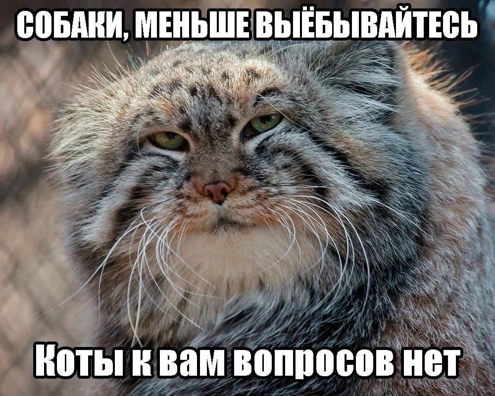 СОБАКИ, МЕНЬШЕ ВЫЕБЫВАЙТЕСЬ 7 и Коты к вам вопросов нет