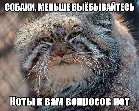 СОБАКИ, МЕНЬШЕ ВЫЕБЫВАЙТЕСЬ 7 и Коты к вам вопросов нет