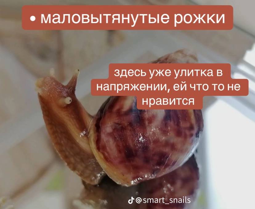 маловытянутые рожки здесь уже улитка в напряжении, что то не нравится @smart_ snails