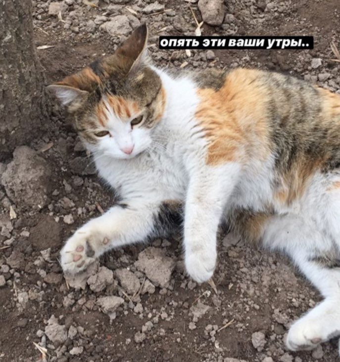 опять эти ваши утры.. у а
