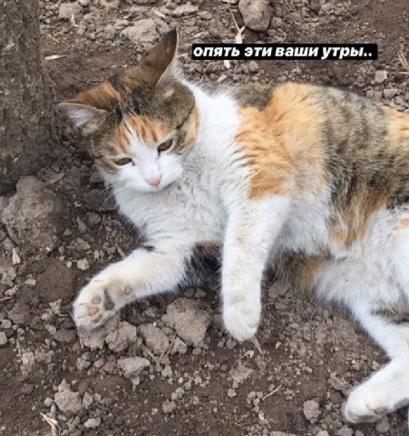 опять эти ваши утры.. у а