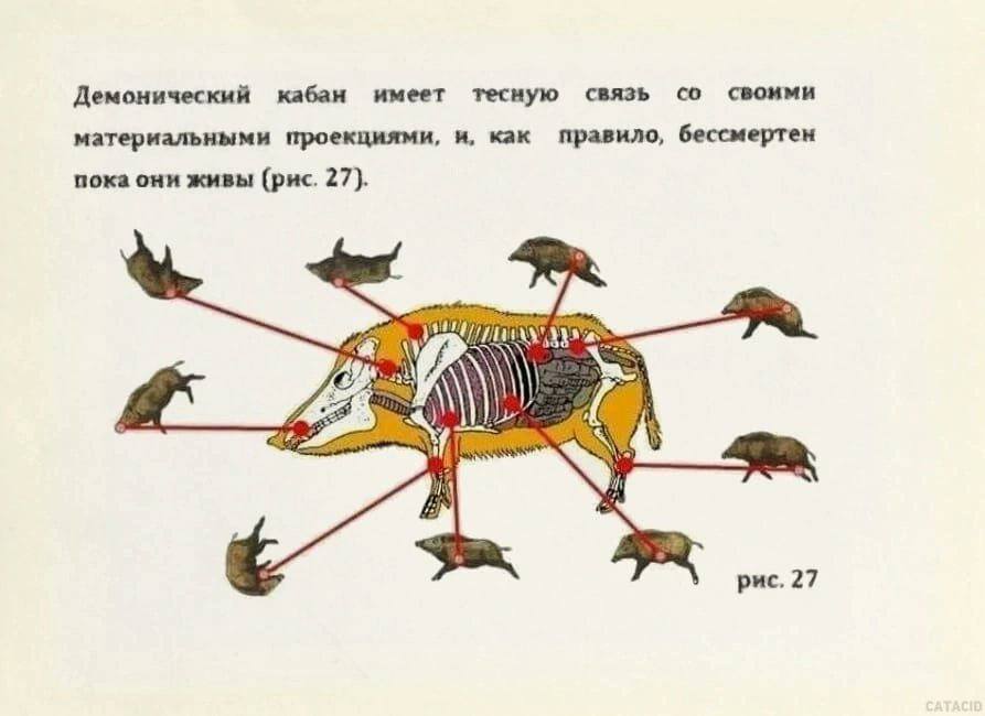 Демонический кабан имеет тесную связь материальными проекциями, и, как правило, бессмертен пока они живы (рис. 27). 4) рис. 27
