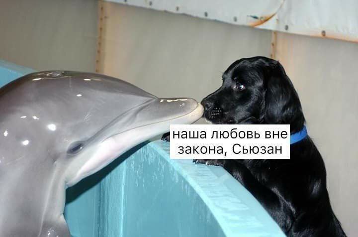 любовь вне закона, Сьюзан