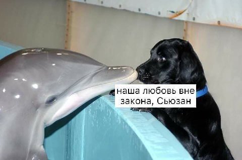 любовь вне закона, Сьюзан