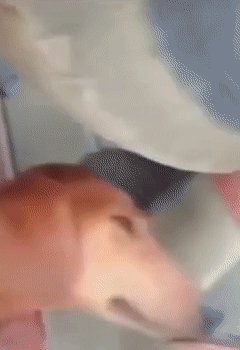 мем