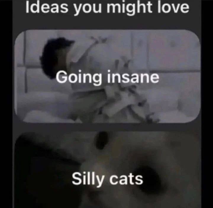 you might love пза Silly cats