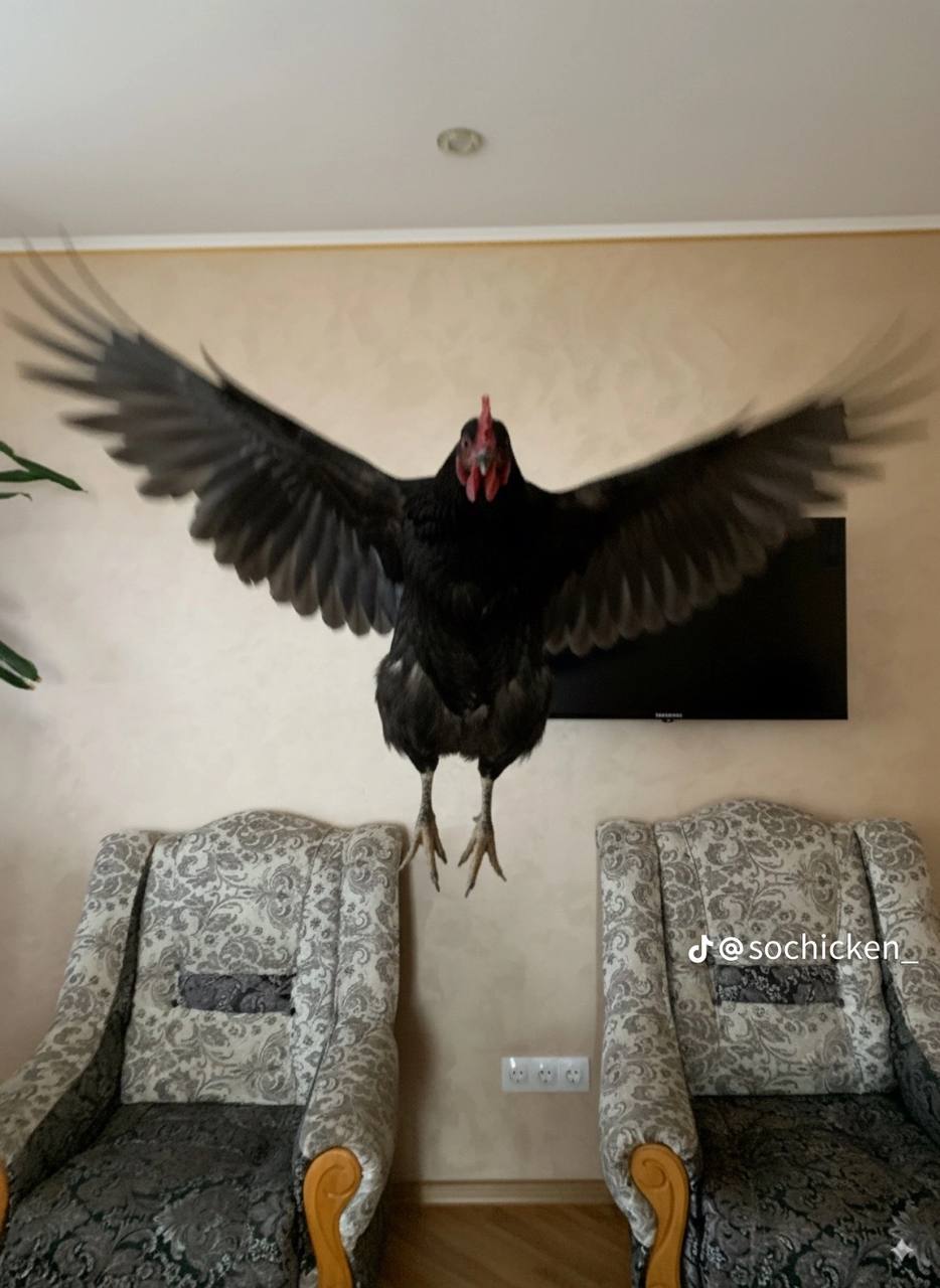@sochicken_