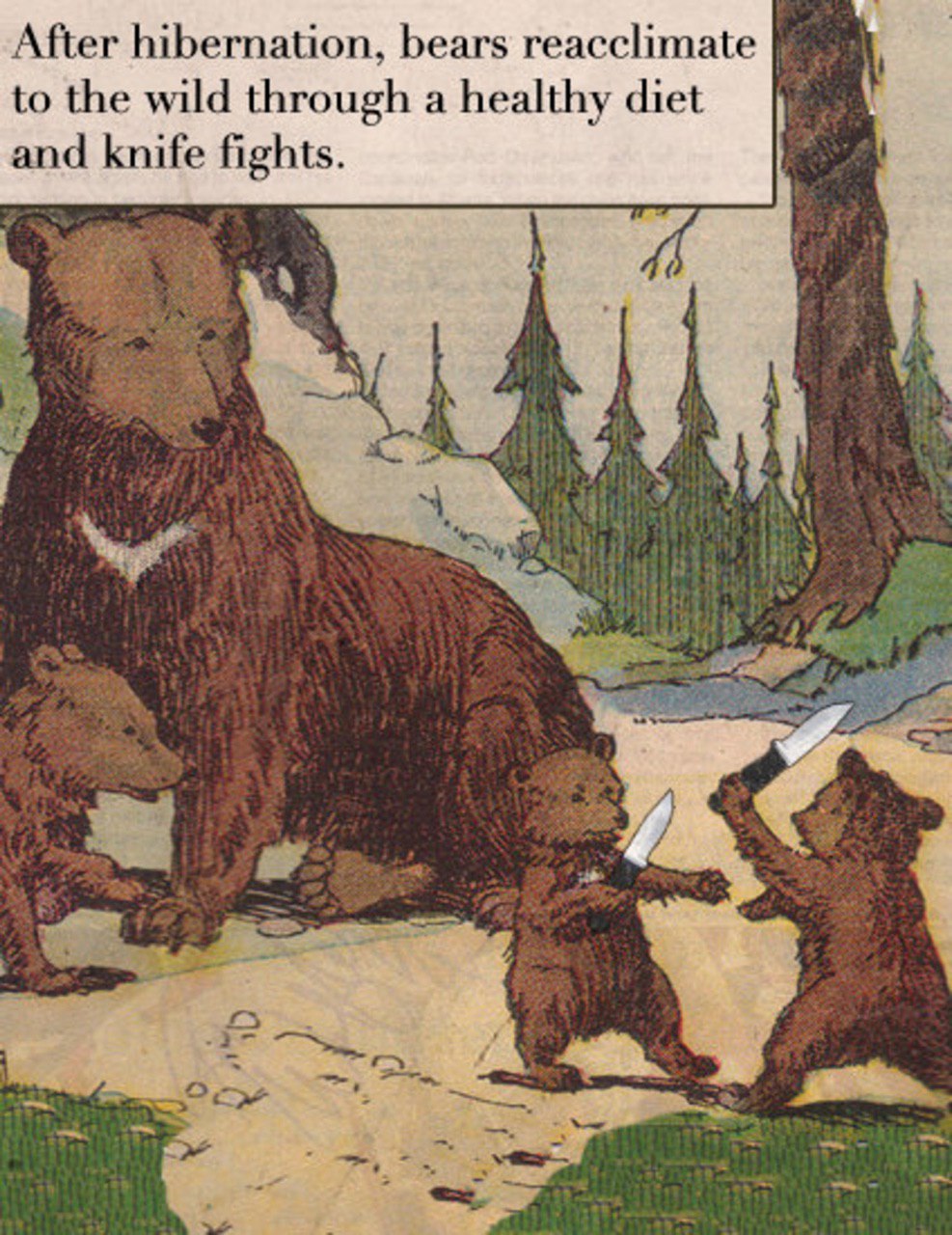 After hibernation, bears reacclimate to the wild through a healthy diet knife fights.