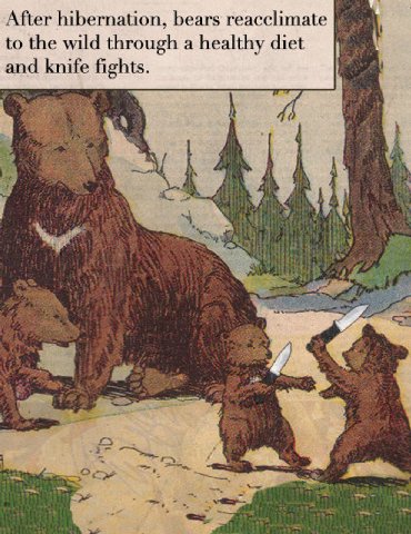 After hibernation, bears reacclimate to the wild through a healthy diet knife fights.