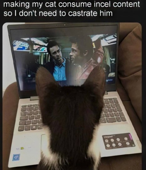 making my cat consume incel content so don't need to castrate him