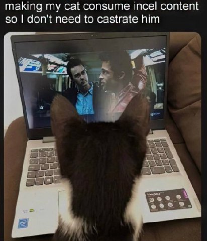 making my cat consume incel content so don't need to castrate him