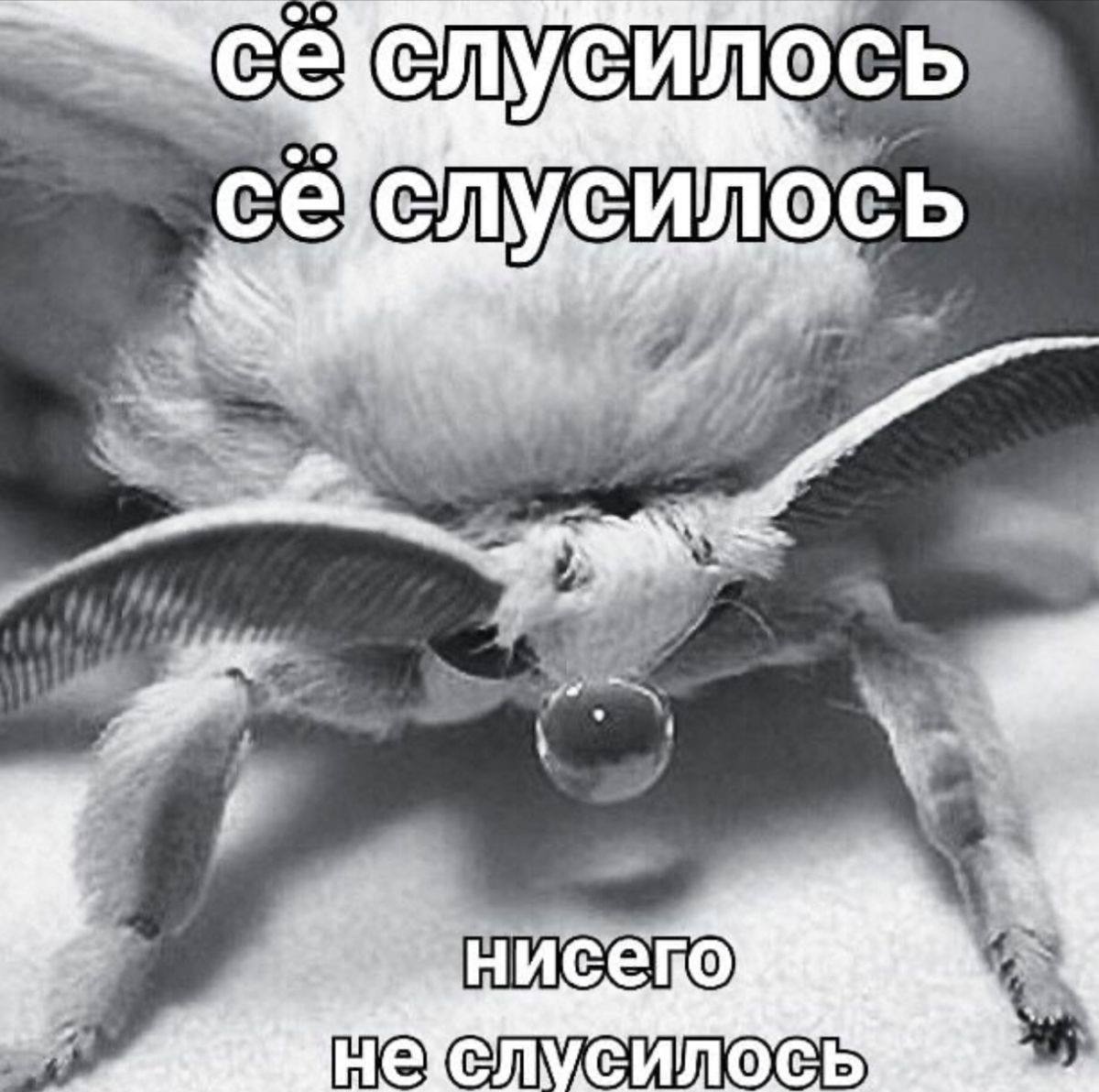 СИЛОСЬ СЛУ, HUCeKO