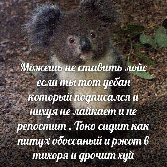 Можешь не ставить лойс если пил тот уебан который подписался и нихуя не лайкает и не репостит Токо сидит как 6 тихоря и дрочит