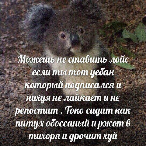 Можешь не ставить лойс если пил тот уебан который подписался и нихуя не лайкает и не репостит Токо сидит как 6 тихоря и дрочит