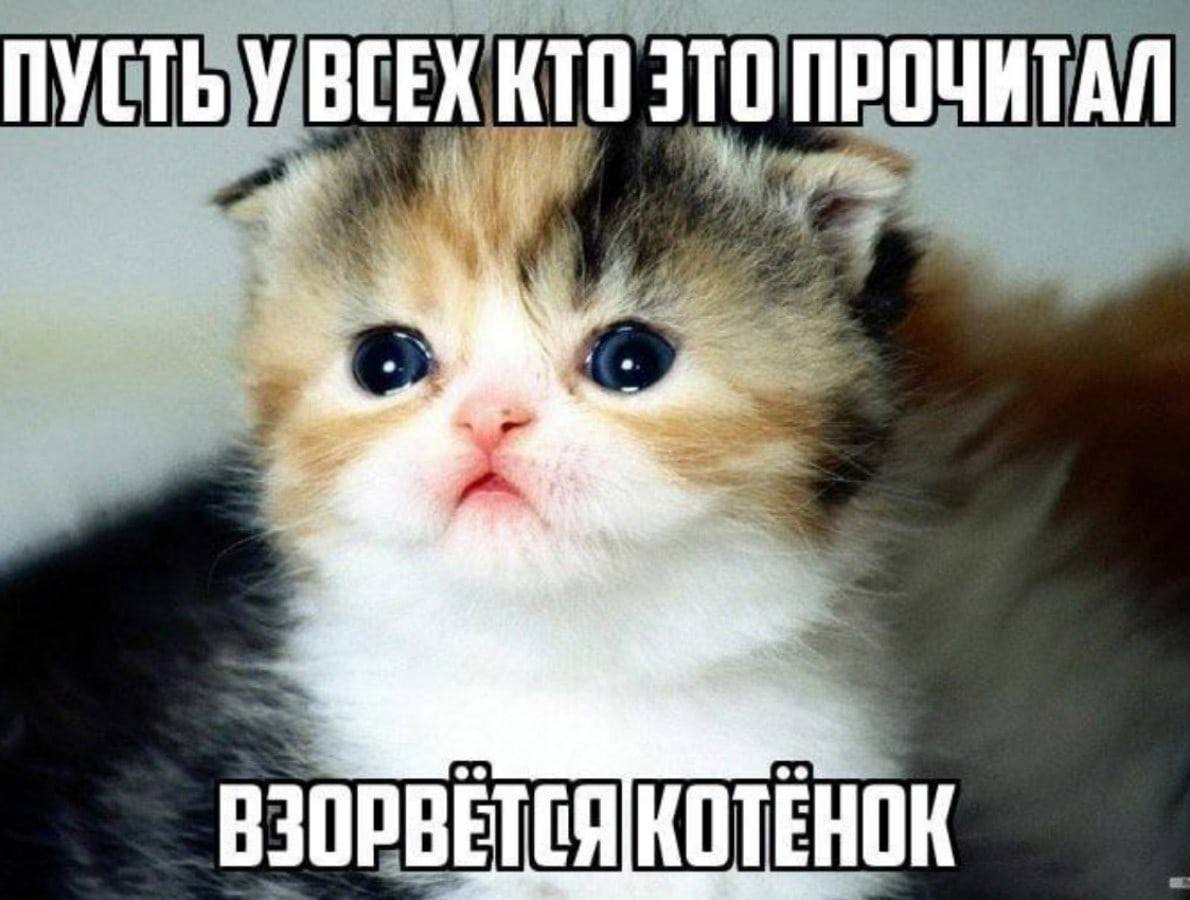ПУСТЬ КТО ТО ПРОЧИТАЛ ВЗОРВЕТСЯ КОТЕНОК