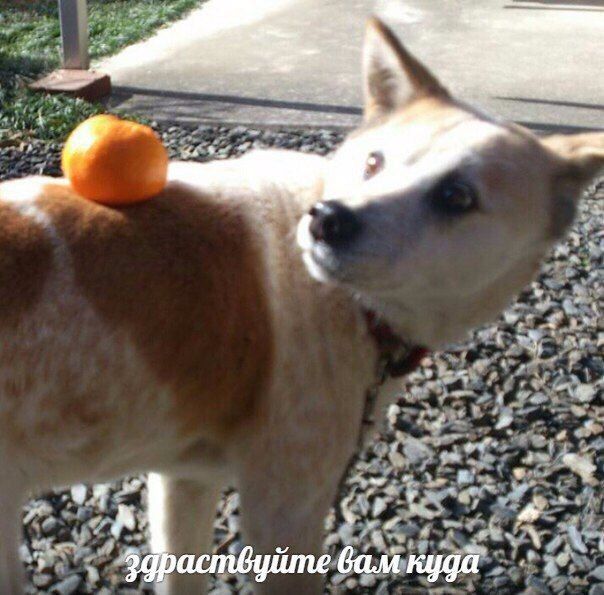 у А эдраствуйте вам куда