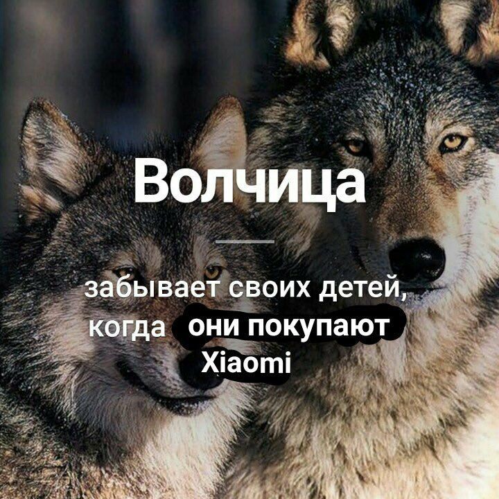 Волчица забывает своих детей когда они покупают Xiaomi