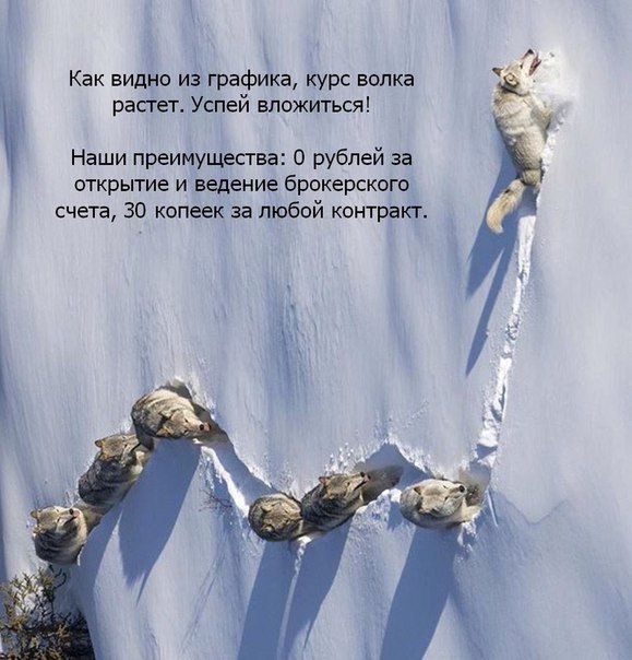 Как видно из графика, курс волка растет. Успей вложиться! Наши преимущества: 0 рублей за открытие и ведение брокерского счета, 30 копеек за любой контракт. OF