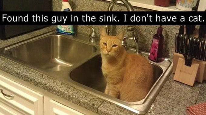 А Found this guy in the sink. I don't have а cat.