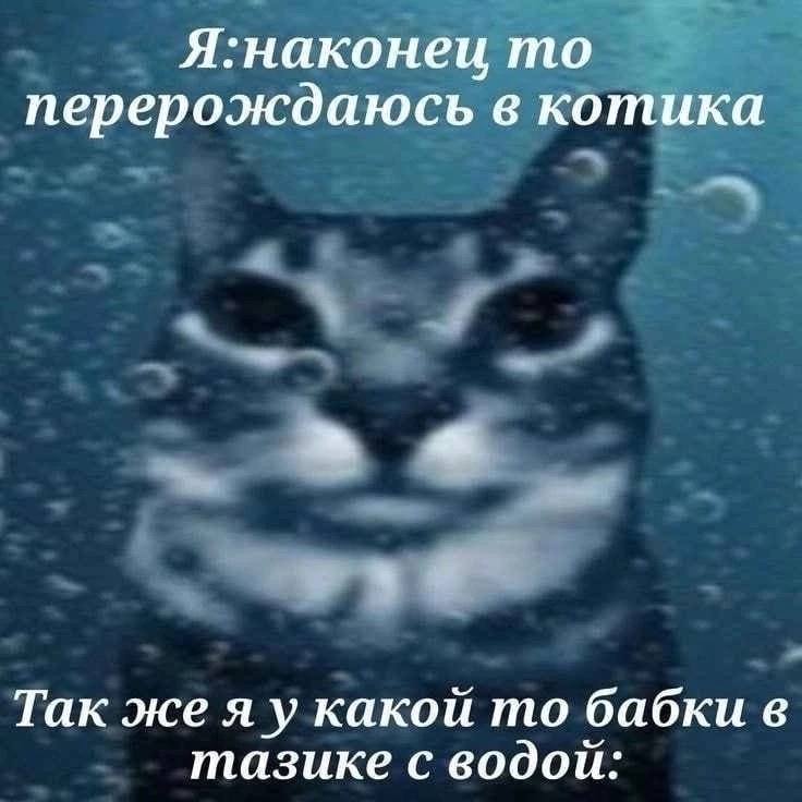Я:наконеи то перерождаюсь в котика Так же какой то бабки в тазике с водои: