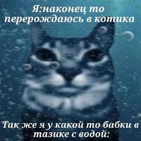 Я:наконеи то перерождаюсь в котика Так же какой то бабки в тазике с водои: