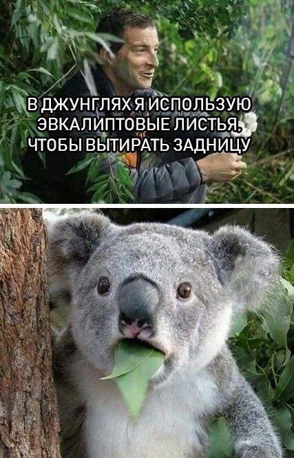 В ДЖУНГЛЯХ Я ИСПОЛЬЗУЮ ЭВКАЛИПТОВЫЕ ЧТОБЫ ВЫТИРАТЬ ЗАДНИЦУ