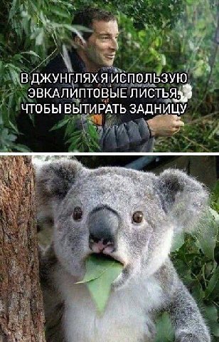 В ДЖУНГЛЯХ Я ИСПОЛЬЗУЮ ЭВКАЛИПТОВЫЕ ЧТОБЫ ВЫТИРАТЬ ЗАДНИЦУ