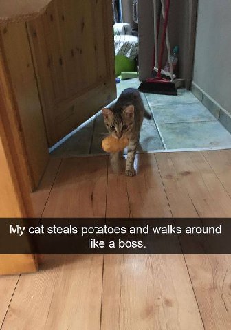 My cat steals potatoes and walks around like a boss.