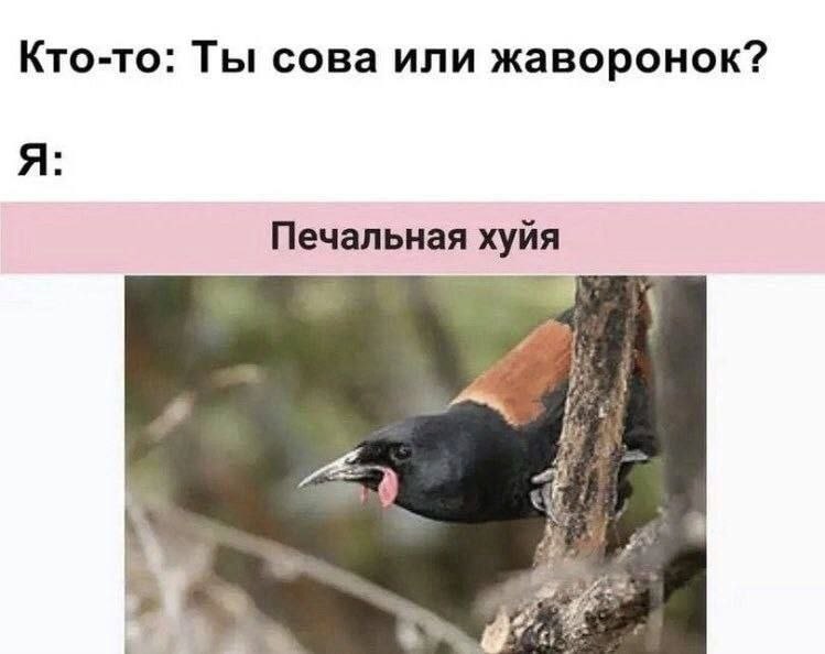 Кто-то: Ты сова или жаворонок? Я: Печальная хуйя