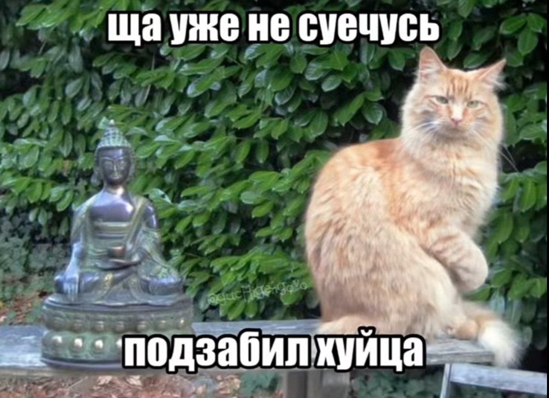 щауже не суечусь