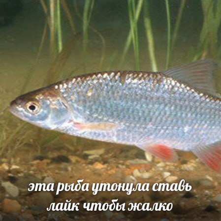 а эта рыда утонула ставь лайк чтоды жалко