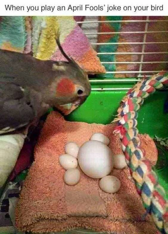 When you play April Fools’ joke on your bird и