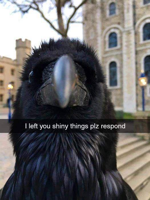 left you shiny things plz respond