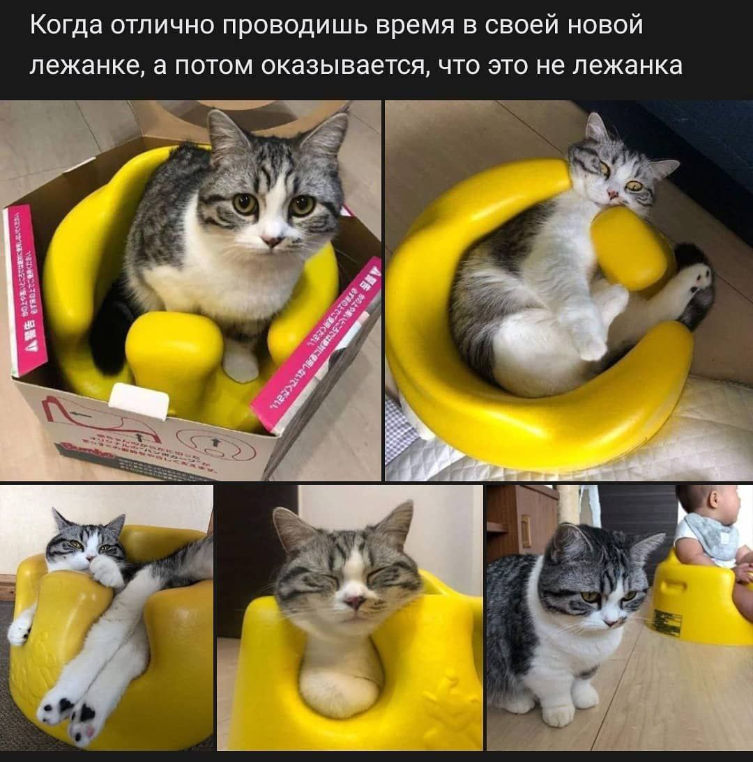 Когда отлично проводишь время в своей новой лежанке, а потом оказывается, что это не лежанка
