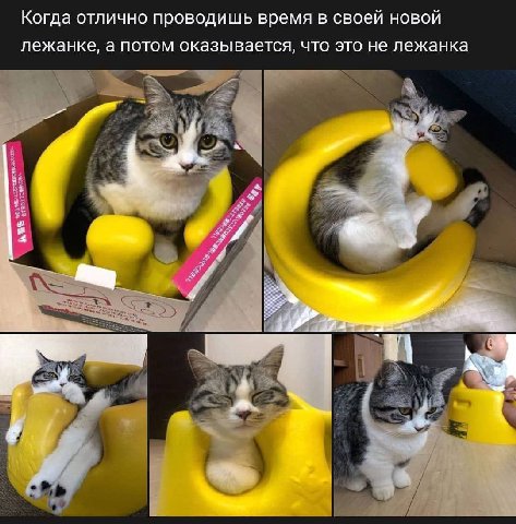 Когда отлично проводишь время в своей новой лежанке, а потом оказывается, что это не лежанка
