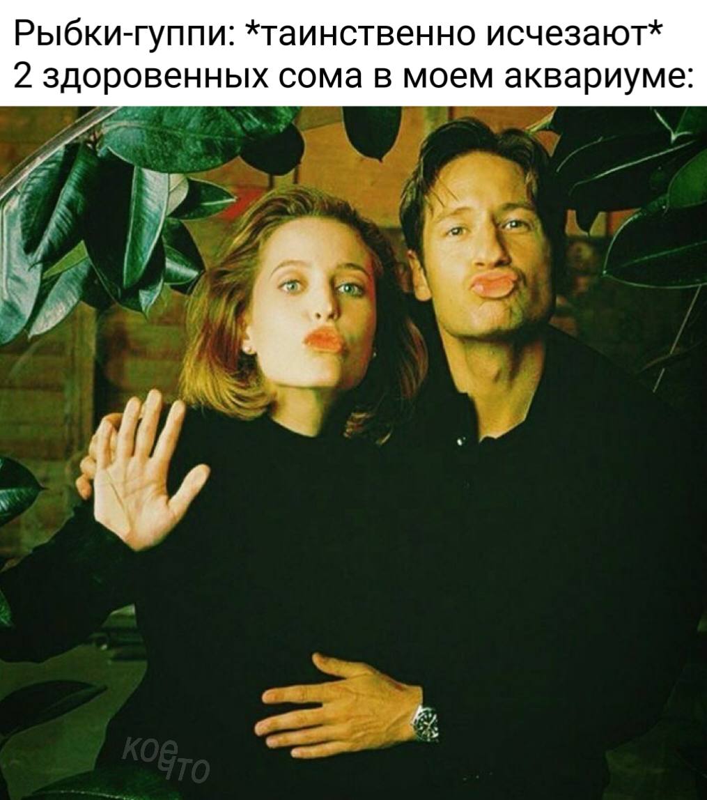 Рыбки-гуппи: *таинственно исчезают* 2 здоровенных сома в моем аквариуме: