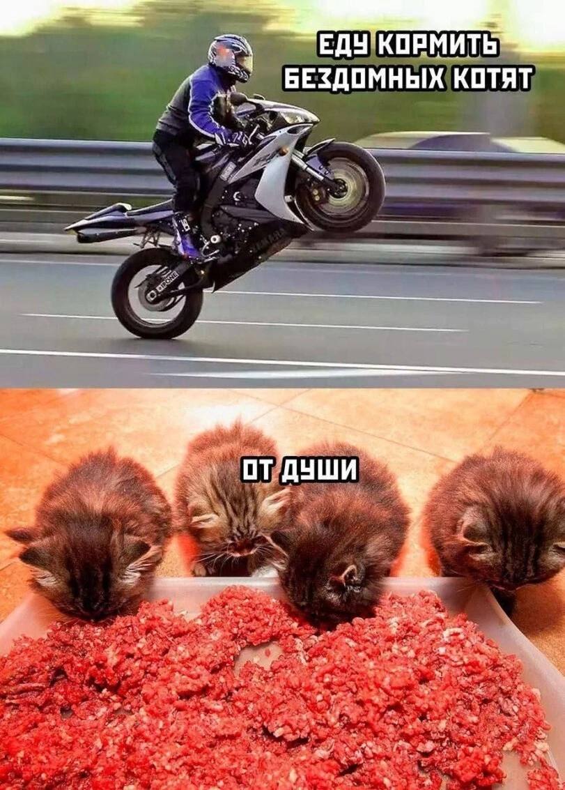 ЕДУ`КОРМИТЬ БЕЗДОМНЫХ КОТЯТ ОТД УШИ “a