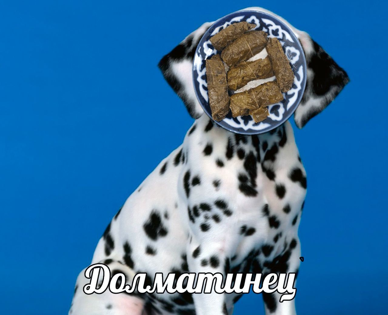 долматинец