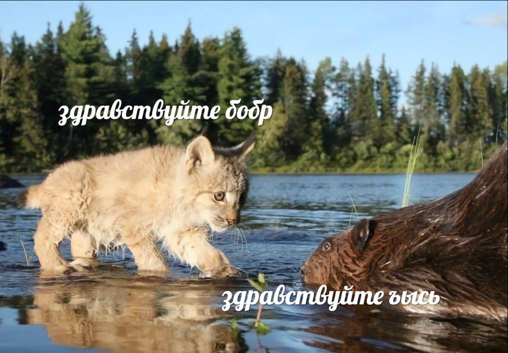 здравствуйте додр a