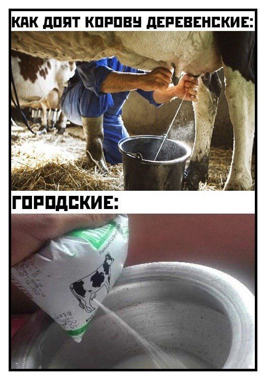 КАК ДОЯТ КОРОВУ ДЕРЕВЕНСКИЕ: i i ГОРОДСКИЕ: