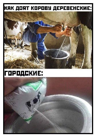 КАК ДОЯТ КОРОВУ ДЕРЕВЕНСКИЕ: i i ГОРОДСКИЕ: