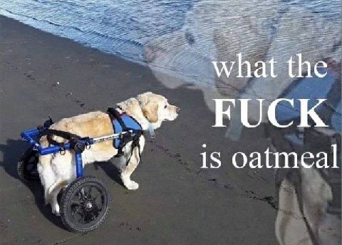 the is oatmeal