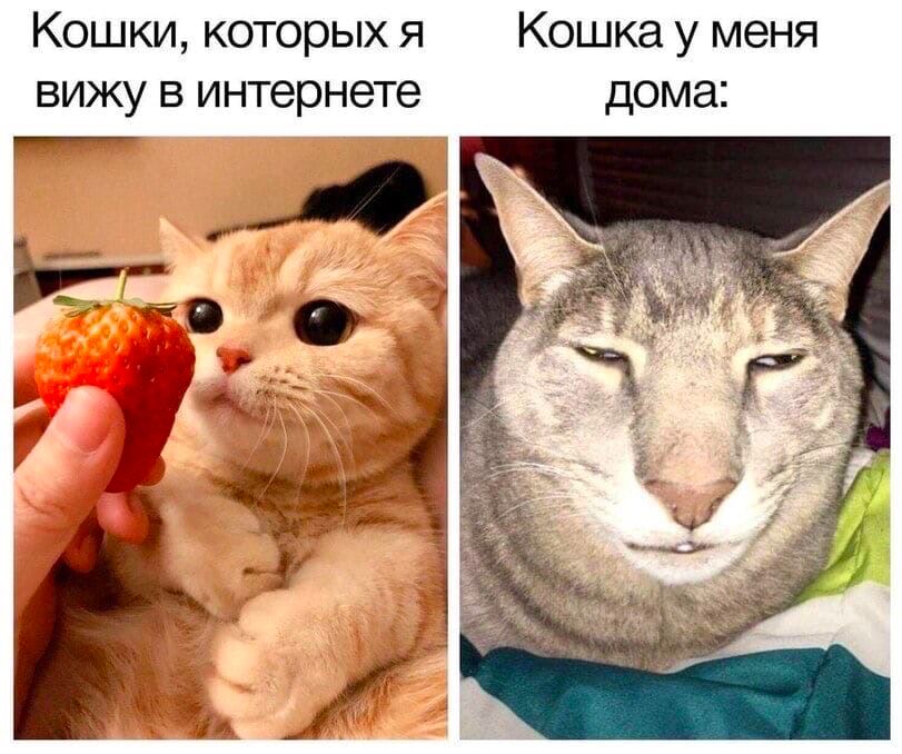 Кошки, которых я Кошка у меня вижу в интернете дома: 7 8 a "25 к A