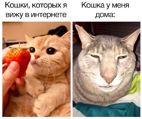 Кошки, которых я Кошка у меня вижу в интернете дома: 7 8 a "25 к A