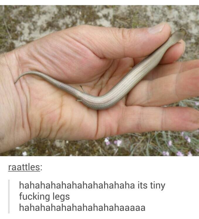 7 raattles: hahahahahahahahahahaha its tiny fucking legs hahahahahahahahahahaaaaa