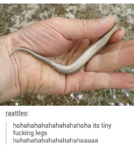 7 raattles: hahahahahahahahahahaha its tiny fucking legs hahahahahahahahahahaaaaa