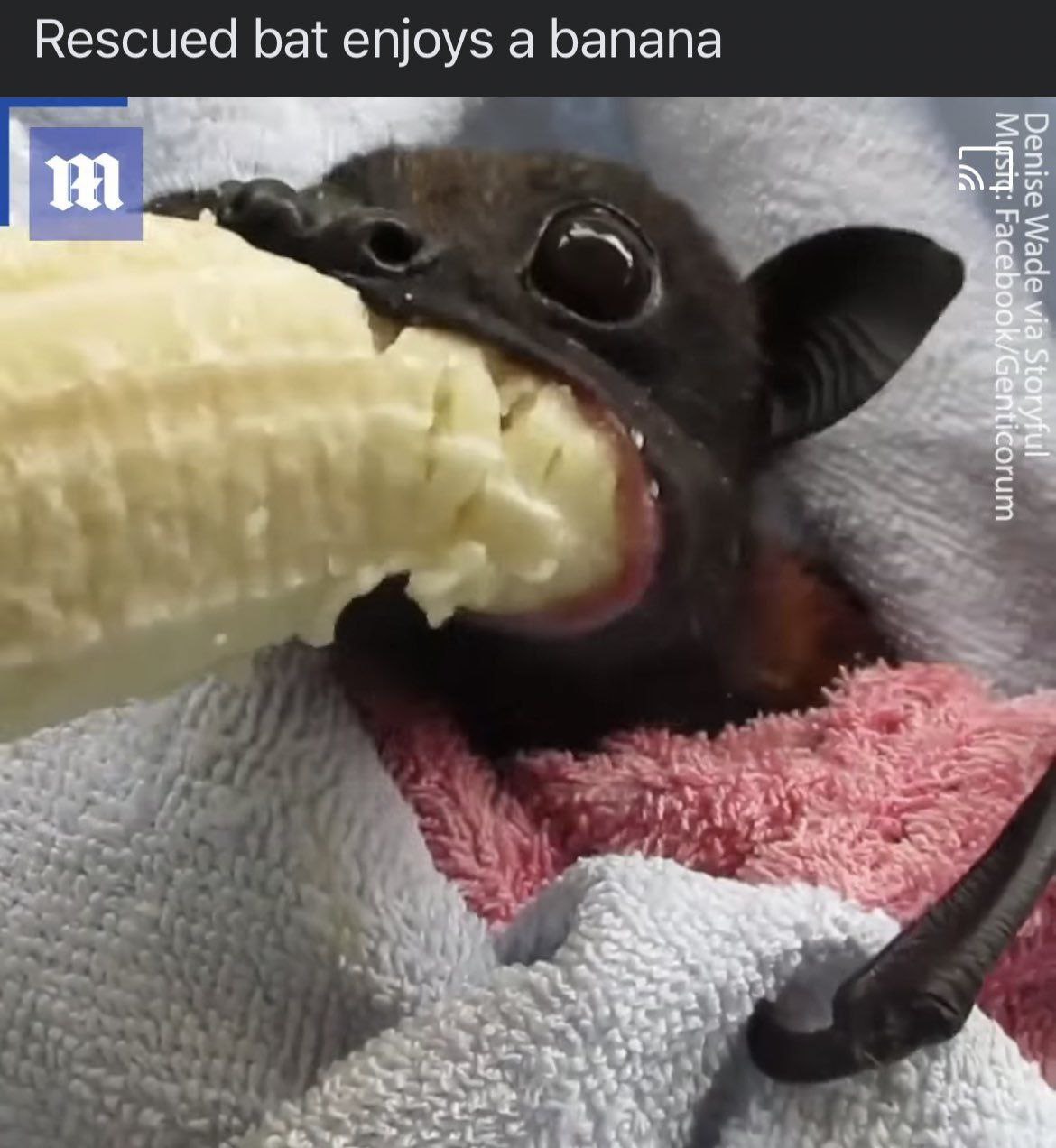Rescued bat enjoys а banana