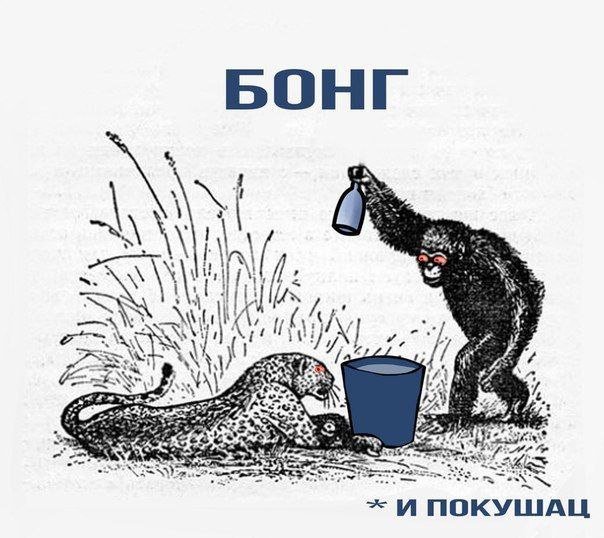 БОНГ И ПОКУШАЦ