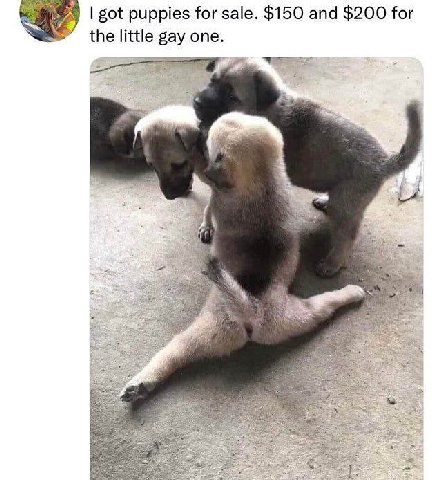 got puppies for sale. $150 and $200 for the little gay one. В!