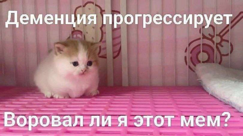 Деменция прогрессирует Воровал ли я этот мем?